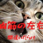 大胸筋の左右差を改善する方法【弱い方に合わせるは間違い】