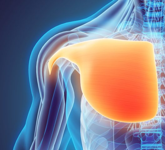 大胸筋の内側を鍛える方法